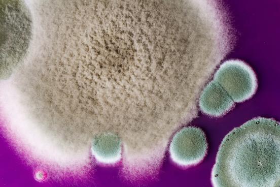 Closeup picture of mold